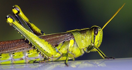Tittar Insect Ätbara insekter - Under vårt tak