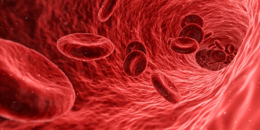 Röda blodkroppar i blodomloppet