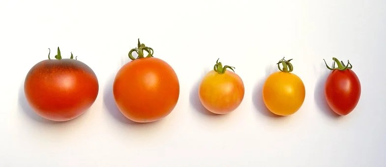 Tomater på rad