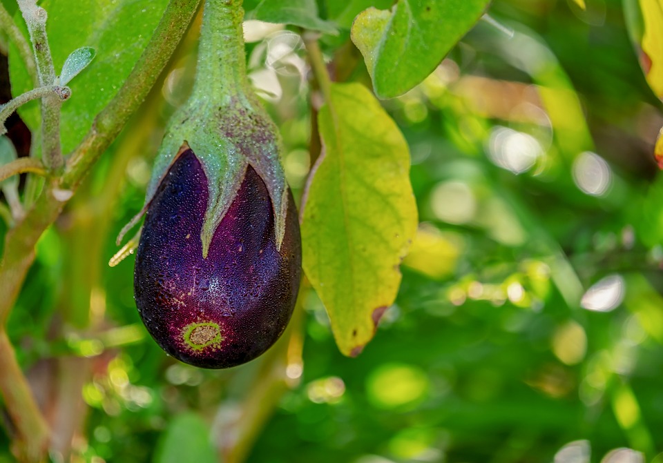 En liten äggplanta växer