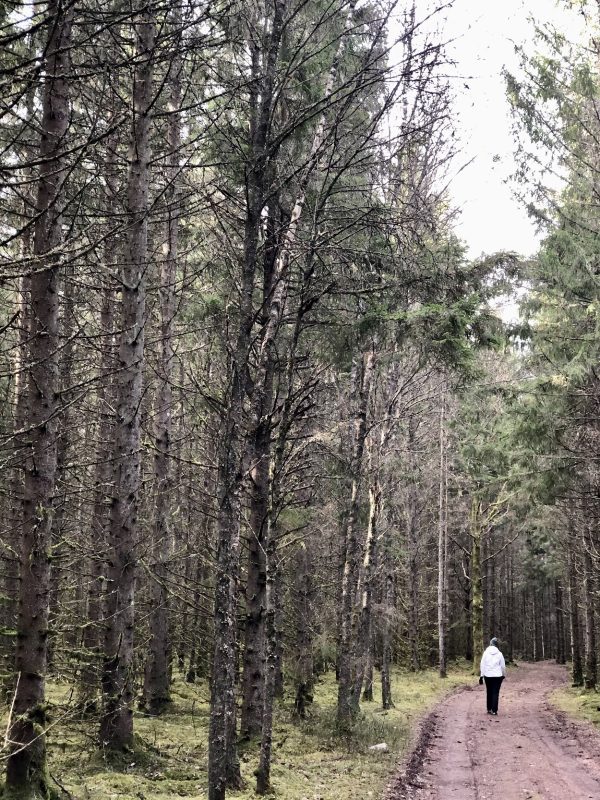 Promenad i skogen omgiven av naturens kraft